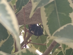 Vespa affinis