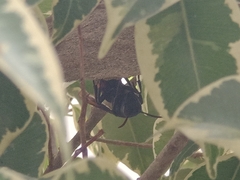 Vespa affinis