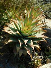 Aloe glauca