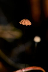 Marasmius crinis-equi