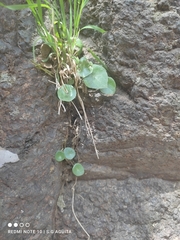 Piperales