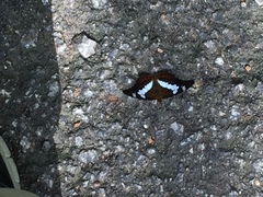 Moduza procris milonia