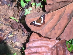 Moduza procris milonia