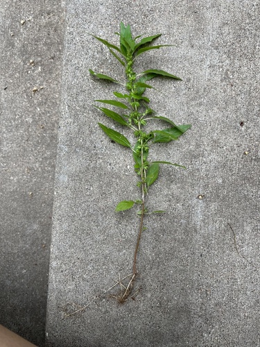 Parietaria pensylvanica iNat (3)