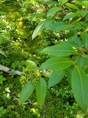 Viburnum cassinoides image