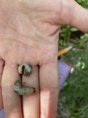 Popillia japonica