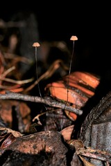 Marasmius crinis-equi