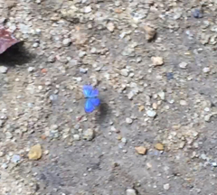 Acytolepis puspa lambi