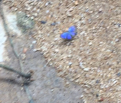 Acytolepis puspa lambi