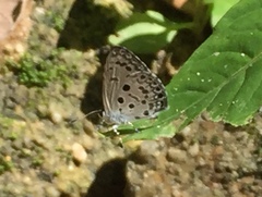 Acytolepis puspa lambi