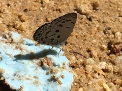 Acytolepis puspa lambi