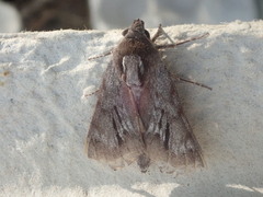 Lapara bombycoides