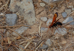 Hemipepsis mauritanica