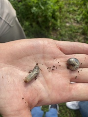 Popillia japonica