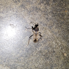 Elasmolomus squalidus