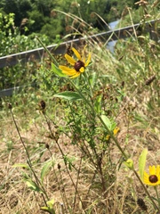 Rudbeckia hirta pulcherrima