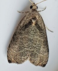 Olethreutes exoletum