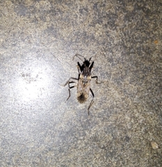 Elasmolomus squalidus