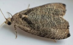 Olethreutes exoletum