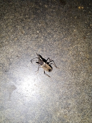 Elasmolomus squalidus