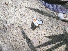 Cyrestis nivea nivalis