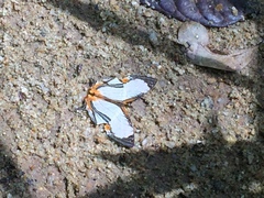 Cyrestis nivea nivalis