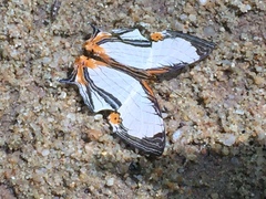 Cyrestis nivea nivalis