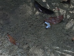 Cyrestis nivea nivalis