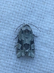 Emarginea percara