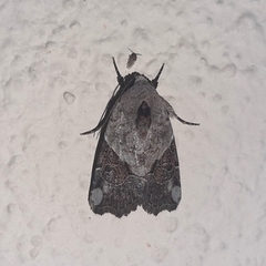 Gonodes liquida