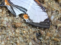 Cyrestis nivea nivalis