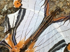 Cyrestis nivea nivalis