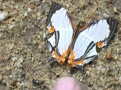 Cyrestis nivea nivalis