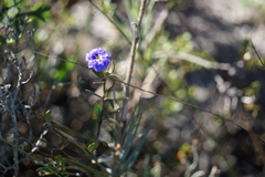 Dampiera linearis