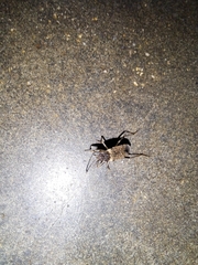 Elasmolomus squalidus