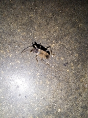 Elasmolomus squalidus