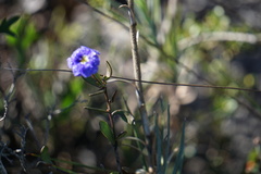 Dampiera linearis