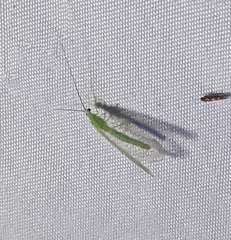 Chrysopa nigricornis