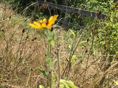 Rudbeckia hirta pulcherrima