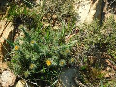 Oedera capensis