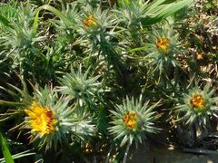 Oedera capensis