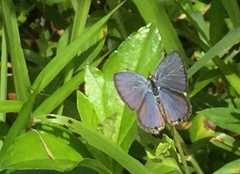 Luthrodes pandava pandava