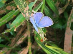 Luthrodes pandava pandava