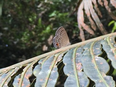 Luthrodes pandava pandava