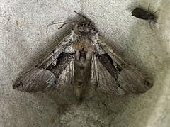 Autographa ampla