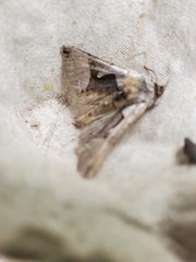 Autographa ampla