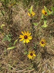 Rudbeckia hirta pulcherrima