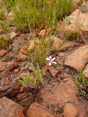 Pelargonium lanceolatum