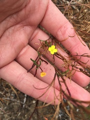 Camissonia strigulosa