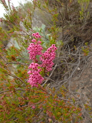 Erica lateralis